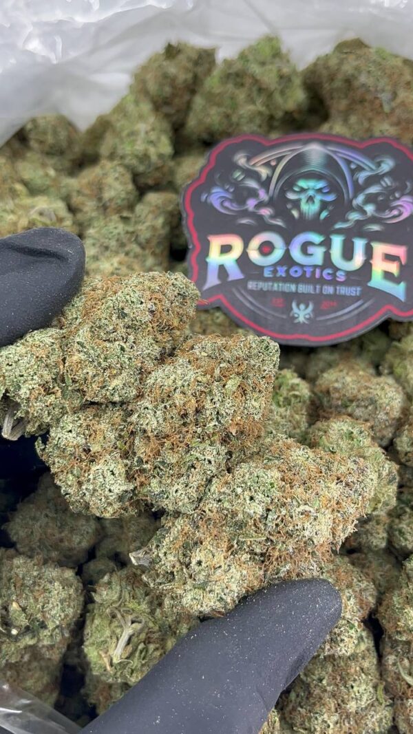 ORANGE CREAM GELATO