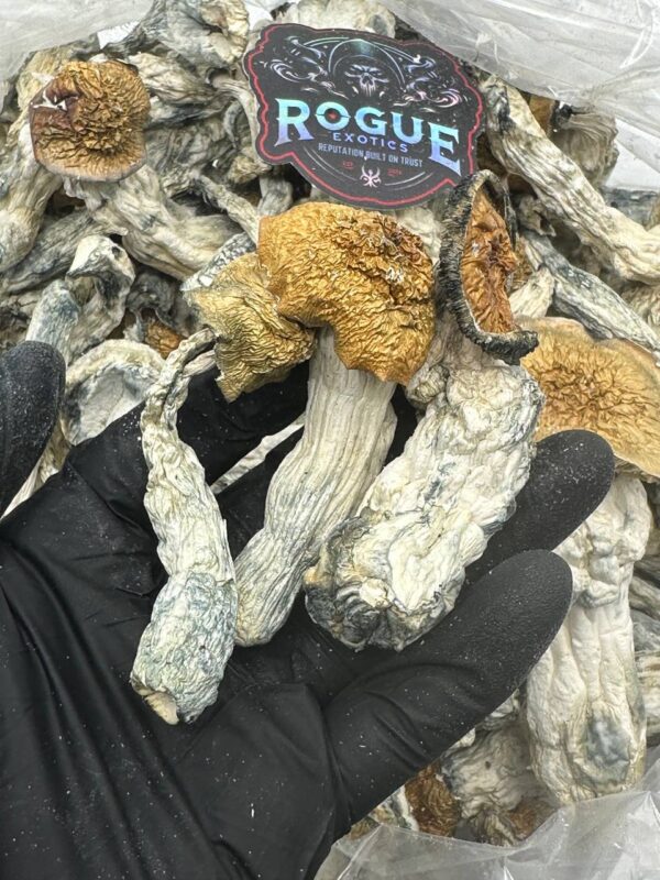 PENIS ENVY SHROOMS