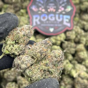 NORTHERN LIGHTS