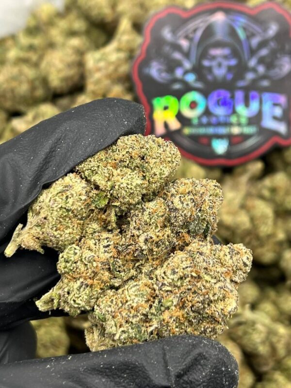 RAINBOW RUNTZ - LICENSED – Backpack Boyz Official