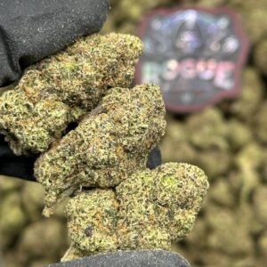 ICED OUT GELATO - LICENSED - Backpack Boyz Official